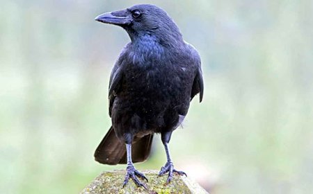 कौवे मनुष्यों के समान गिनती करते हैं