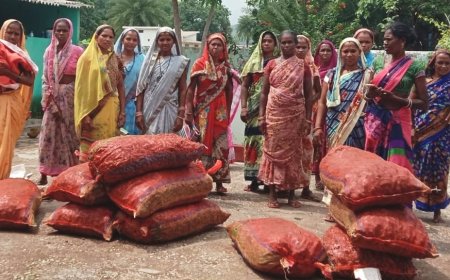 हरदी के खेती कोती आगू बढ़त बिहान समूह के दीदी मन..., 5 गांव ल हरदी के पैदावार बर करे गे हवय चयन