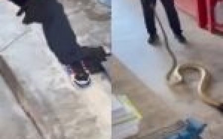 ये दद्दा..., अत्तेक बड़े सांप....