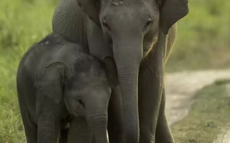 विश्व हाथी दिवस: संरक्षण की पुकार और हमारे दायित्व