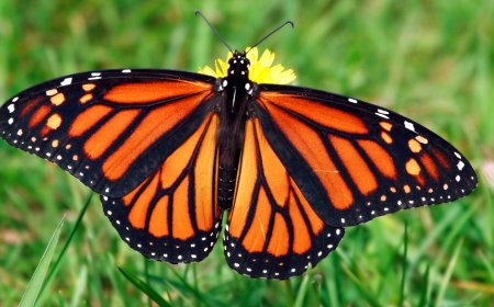 जंगल सफारी में  तितलियों पर वॉक और टॉक