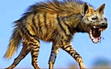 मुख्यालय में घूम रहा लकड़बग्घा, जरूरी हो तो ही घर से निकलें