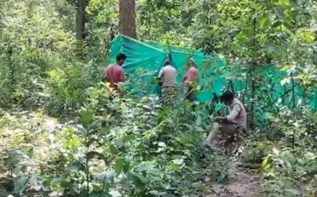 रायगढ़ में हाथी शावक की मौत, जांच में जुटा वन विभाग