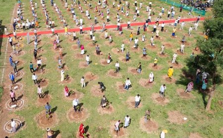 दशहरा रथ के लिए काटे गए पेड़ों की भरपाई के लिए रोपे गए 251 पौधे