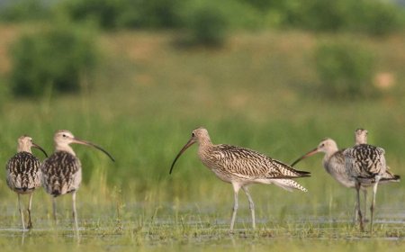 थकान दूर करने मोहनभाठा में कुछ देर के लिए रुके विदेशी मेहमान