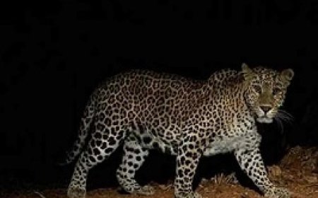 तेंदुए का आतंक, किसान के घर में घुसकर 100 मुर्गियों को मारा