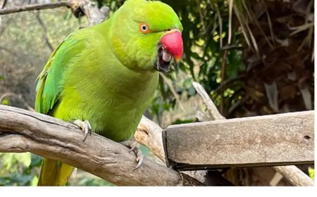 तोते की सर्जरी, 2 घंटे चला ऑपरेशन