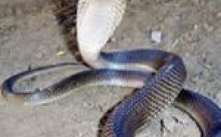 युवक की चिता के साथ गांववालों ने जला दिया जिन्दा सांप… जानें क्या है पूरा मामला…