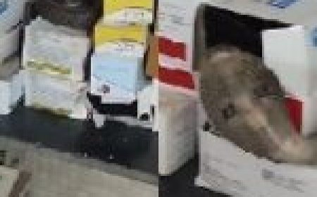 सरकारी अस्पताल पहुंचा 'किंग कोबरा'… डॉक्टर के केबिन में यहां छिपा बैठा था…पड़ी नजर तो मच गई अफरा-तफरी…