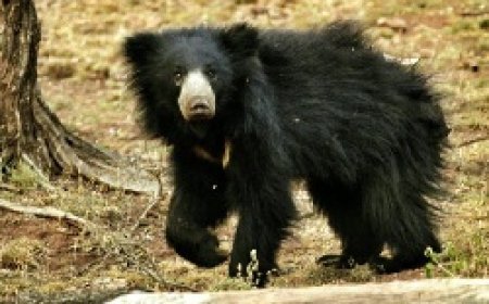 भालू के हमले में बच्ची की मौत, बकरी चराने गई थी