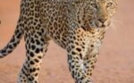 पैंथर का कहर… पुजारी को उठा ले गया… 11 दिन में 7 मौतों से हा- हाकार...