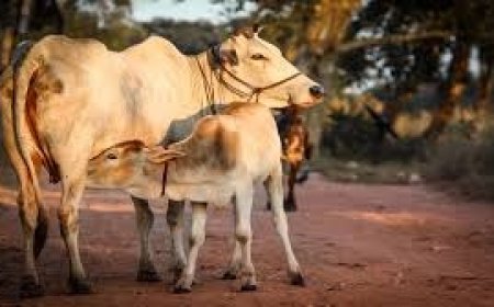 इस राज्य में गाय होगी राजमाता, सरकार का बड़ा फैसला