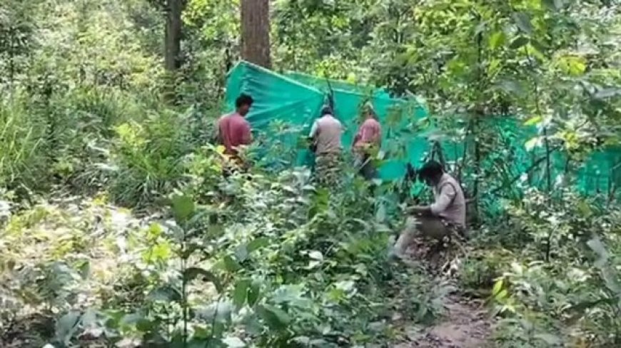 रायगढ़ में हाथी शावक की मौत, जांच में जुटा वन विभाग