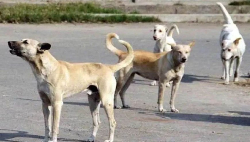 कुत्तों का आतंक: 40 से ज्यादा लोगों पर हमला, निगम ने चलाया धरपकड़ अभियान