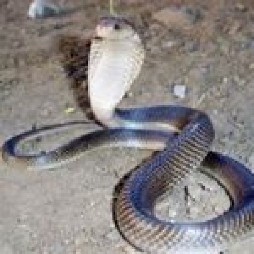 युवक की चिता के साथ गांववालों ने जला दिया जिन्दा सांप… जानें क्या है पूरा मामला…