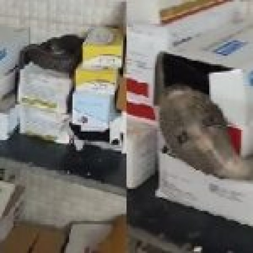 सरकारी अस्पताल पहुंचा 'किंग कोबरा'… डॉक्टर के केबिन में यहां छिपा बैठा था…पड़ी नजर तो मच गई अफरा-तफरी…