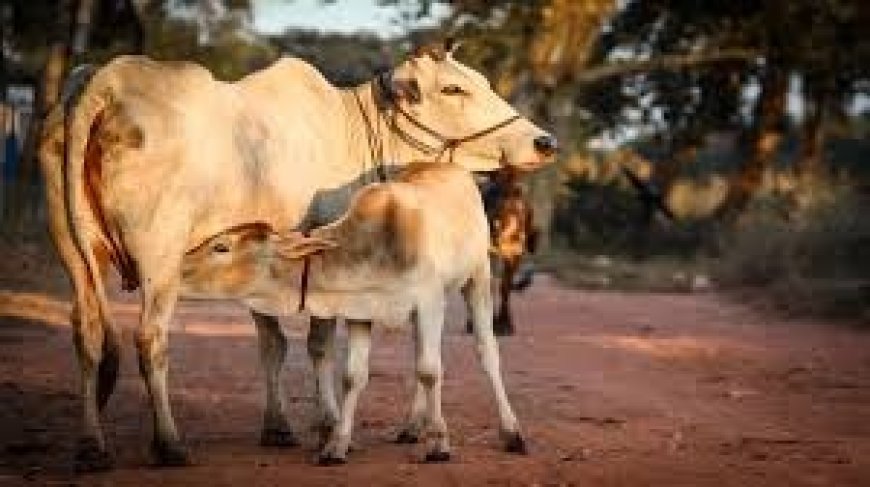 इस राज्य में गाय होगी राजमाता, सरकार का बड़ा फैसला