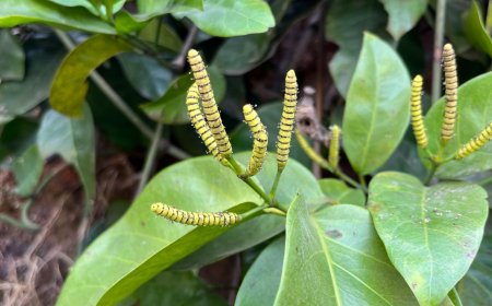 विशेष लेख : छत्तीसगढ़ के बचेली वन क्षेत्र में प्राचीन वनस्पतियों का जीवंत संग्रह