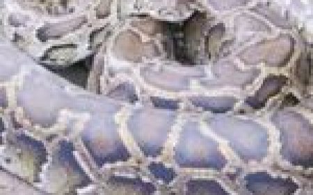 अजगर की हुई सर्जरी, डॉक्टर ने लगाए चार टांके