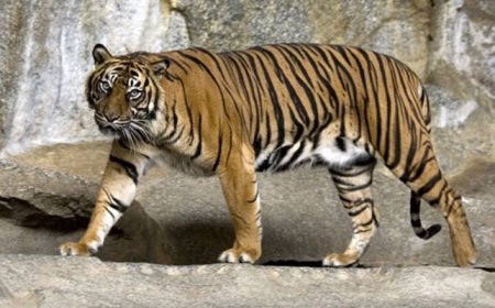 बाघों को बचाने छत्तीसगढ़ समेत चार राज्यों ने बनाया समूह, अवैध शिकार को रोकने बनाई ये प्‍लानिंग