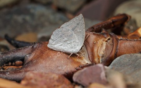 21 से 23 अक्टूबर को तितलियों को जानने और पहचानने का मिलेगा मौका