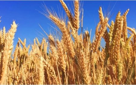 केंद्र का किसानों को तोहफा, 6 फसलों का न्यूनतम समर्थन मूल्य बढ़ाया