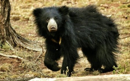 गुफा में झांकना पड़ा भारी, भालू ने ली ग्रामीण की जान