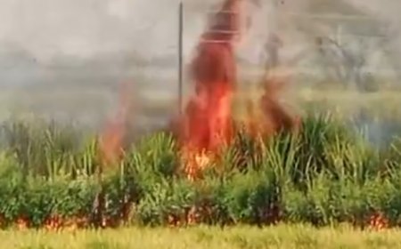 गन्ने के खेत में लगी आग, 100 एकड़ में खड़ी फसल खाक