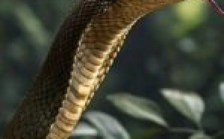 नागिन का इंतकाम! शाम ढलते ही निकलती है बिल से बाहर और…