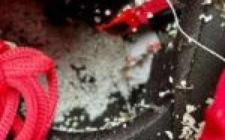 Amazon के पार्सल में निकल गई ये चीज… पैकेट खोलते ही महिला को होने लगी उल्टियां!