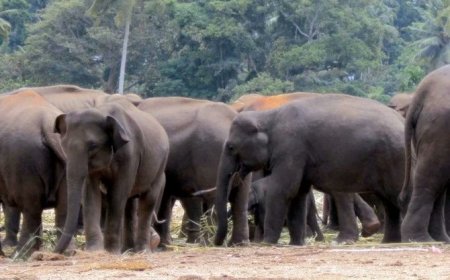 कांकेर में जंगलराज: भालू-तेंदुआ के बाद अब घूम रहा गजदल