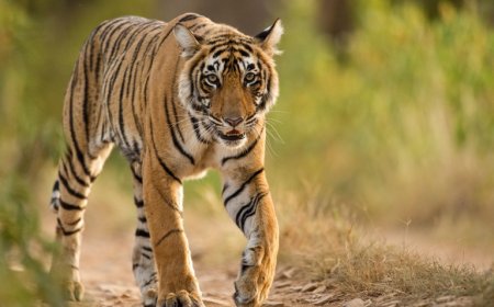 बारनवापारा बना प्रवासी बाघ का स्थायी ठिकाना, बाघिन लाने की तैयारी में वन विभाग