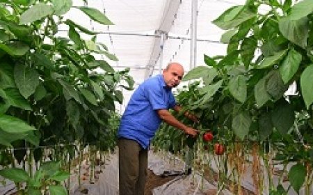 हरे, लाल एवं पीले रंग के शिमला मिर्च की खेती से संवर रही किसानों की जिंदगी