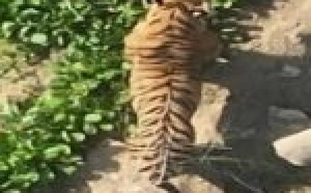 शहर के एक किमी के दायरे में आ गया था बाघ…फिर…