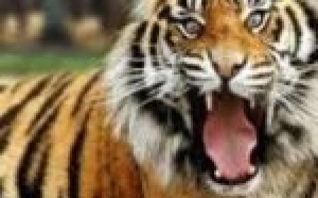 तमोर पिंगला टायगर रिजर्व में गूंजेगी रेस्क्यू किए गए बाघ की दहाड़...