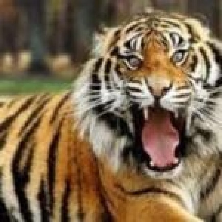 तमोर पिंगला टायगर रिजर्व में गूंजेगी रेस्क्यू किए गए बाघ की दहाड़...