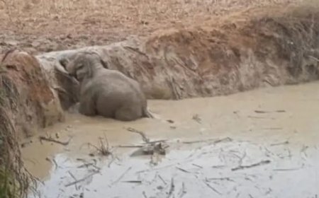 गड्ढे में गिरा हाथी शावक, वन विभाग ने कड़ी मशक्कत के बाद निकाला