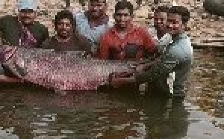 मछुआरों के जाल में फंसी 65 किलो की मछली