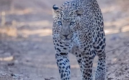 तेंदुए का आतंक, घर में सो रही महिला को उठा ले गया