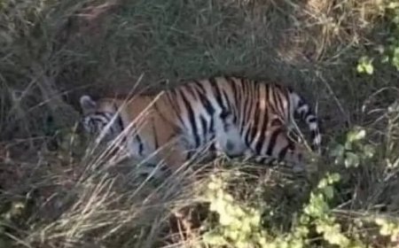 मरवाही में घूम रही है बाघिन, जंगल में आराम करती दिखी