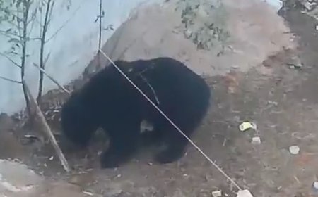 भालू का आतंक: देर रात घर में घुसा, सुबह हुआ बाहर