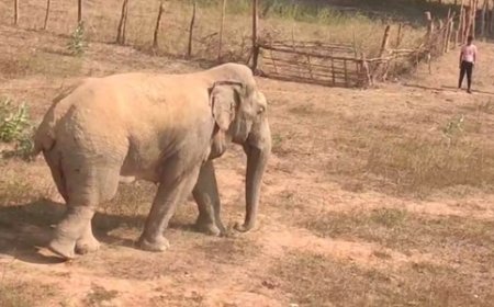 12 अगस्त विश्व हाथी दिवस को शासन स्तर पर  मनाई जाय  -- हाथी प्रेमी  वैभव जगने