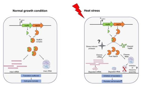 वैज्ञानिकों को सूक्ष्म जीवों की जीवित रहने की रणनीतियों के बारे में पता चला