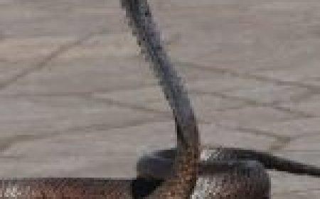 अदालत में सुनवाई के दौरान मिला सांप… कोर्ट रूम में मच गई अफरा-तफरी, कुर्सी छोड़कर खड़े हो गए जज साहब…