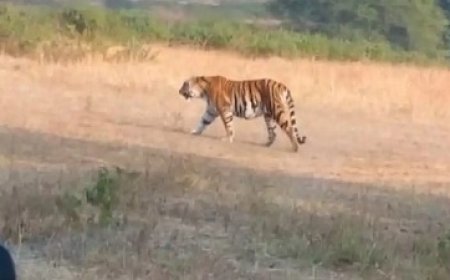 मरवाही क्षेत्र में बाघिन की एंट्री : गांवों में की जा रही मुनादी