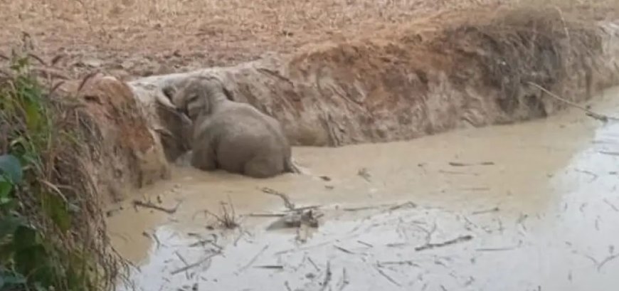 गड्ढे में गिरा हाथी शावक, वन विभाग ने कड़ी मशक्कत के बाद निकाला
