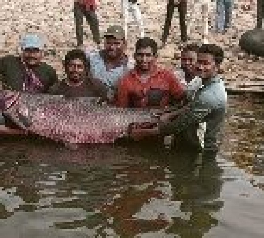 मछुआरों के जाल में फंसी 65 किलो की मछली