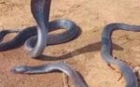 नाग की मौत से व्याकुल हुई नागिन...घंटों बैठी रही शव के पास...सर्प मित्र के आने पर...