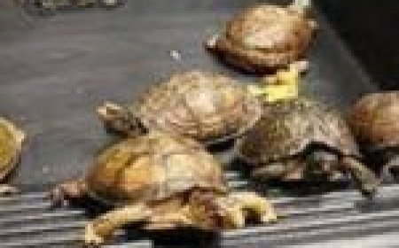 दुर्लभ प्रजाति के 528 कछुए बरामद… तस्कर गिरफ्तार…