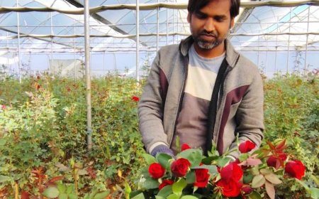 गुलाब की खेती से महक रहा है एबी अब्राहम का जीवन